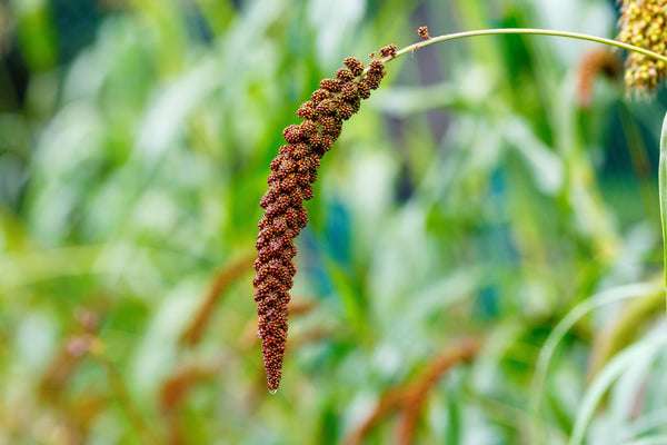 Red Jewel Millet Ornamental Grass Seeds