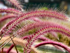 Chinese Fountain Grass Seeds