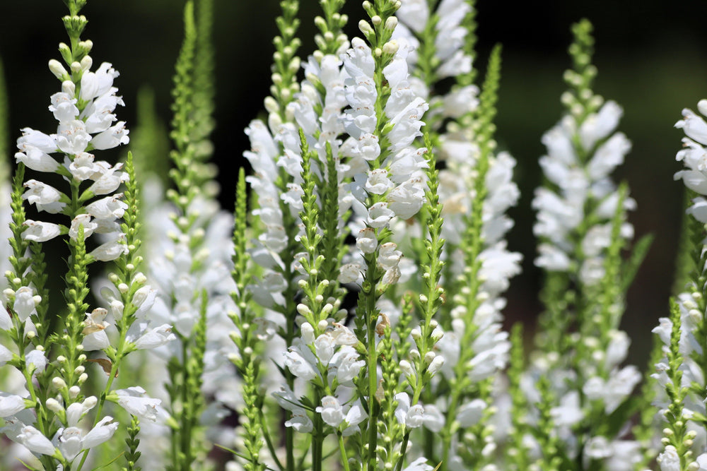 White Showy Obedient Plant Seeds