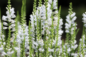 White Showy Obedient Plant Seeds