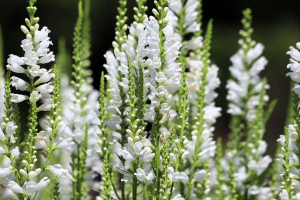 White Showy Obedient Plant Seeds