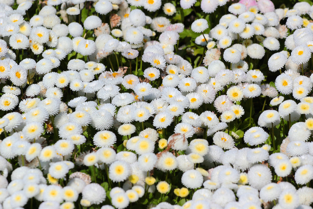 Dwarf White English Daisy Seeds
