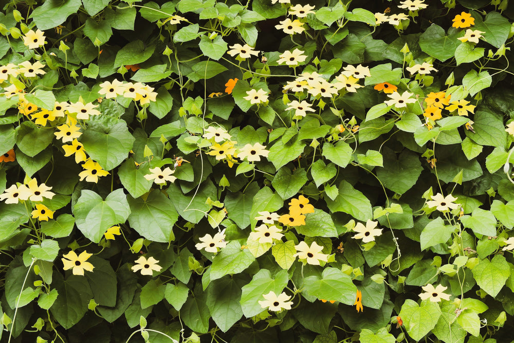 Black-Eyed Susan Vine Seeds - Mixed Thunbergia