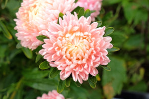 Duchess Apricot Paeony Aster Seeds