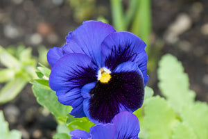 Deep Blue Pansy - Swiss Giant Ullswater Seeds