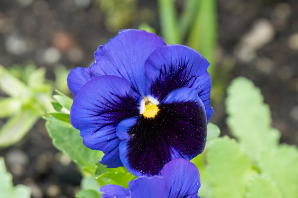 Deep Blue Pansy - Swiss Giant Ullswater Seeds