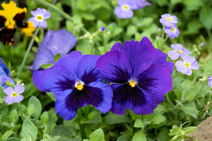 Deep Blue Pansy - Swiss Giant Ullswater Seeds