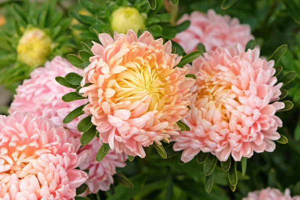 Duchess Apricot Paeony Aster Seeds