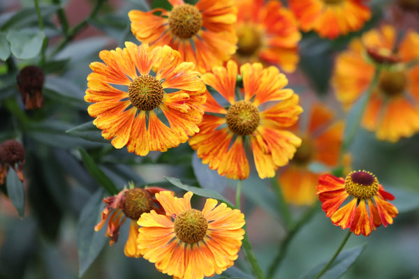 Helenium 'Autumn Leaves' Seeds