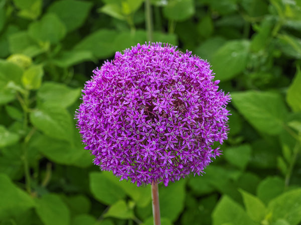 Giant Allium Seeds
