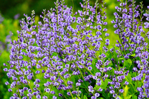 Blue Wild Indigo Seeds