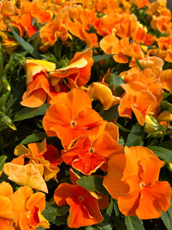 Orange Sun Pansy Seeds