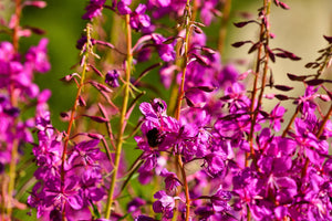 Winged Loosestrife Seeds