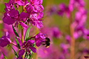 Winged Loosestrife Seeds