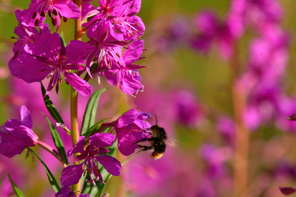 Winged Loosestrife Seeds