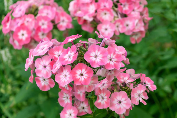 Phlox of Sheep (Pastel Mix Phlox) Seeds