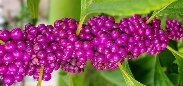 Beautyberry Seeds