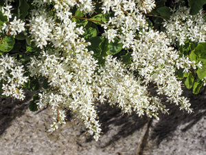 European Privet Seeds