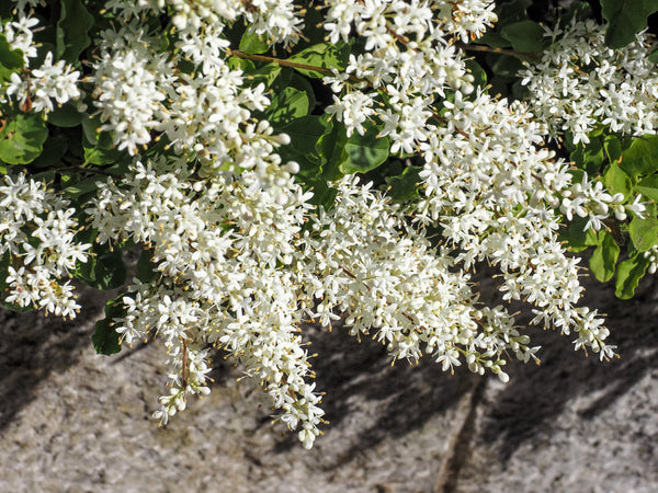 European Privet Seeds