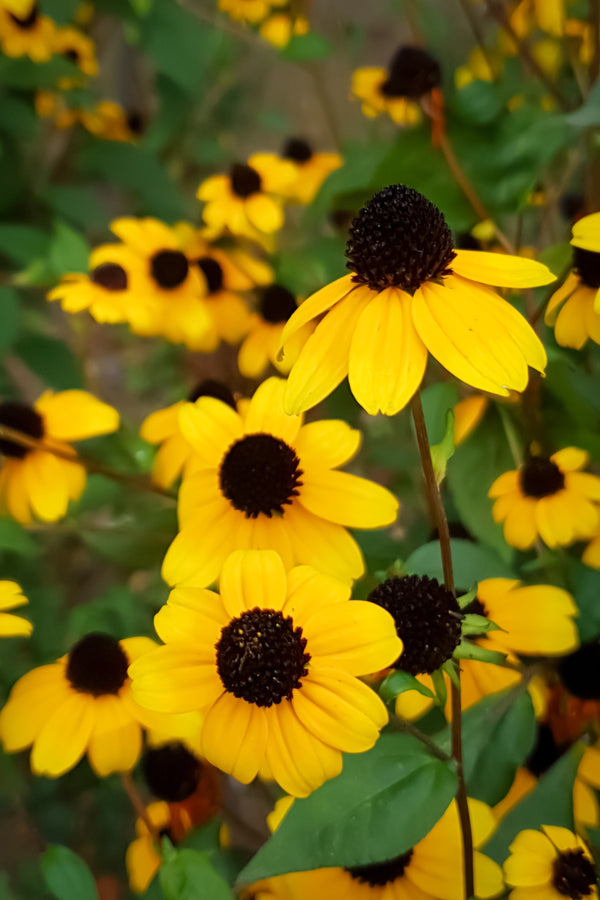 Brown Eyed Susan Seeds