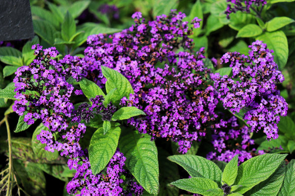 Marine Heliotrope Seeds