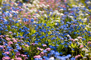Forget Me Not Seeds - Mix