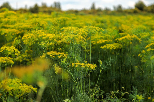 Bouquet Dill Seeds