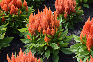 Celosia Pampas Plumes - Mix Seeds