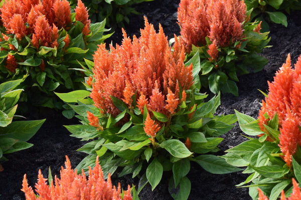 Celosia Pampas Plumes - Mix Seeds