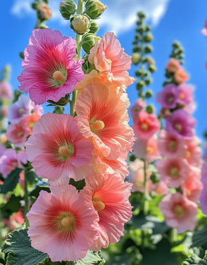 Peach Hollyhock Seeds