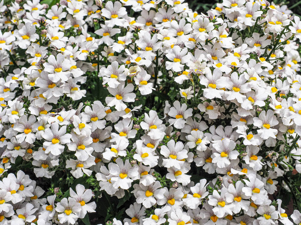 White Knight Nemesia Seeds