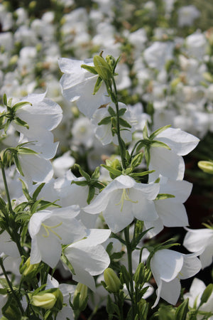 White Peach-Leafed Bellflower Seeds