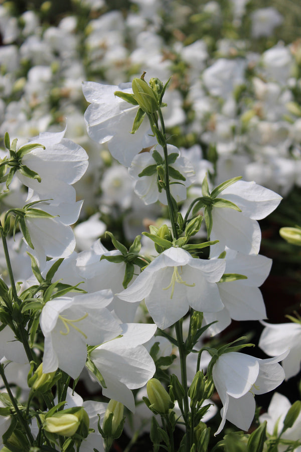 White Peach-Leafed Bellflower Seeds
