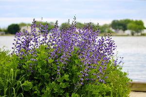 Blue Wild Indigo Seeds