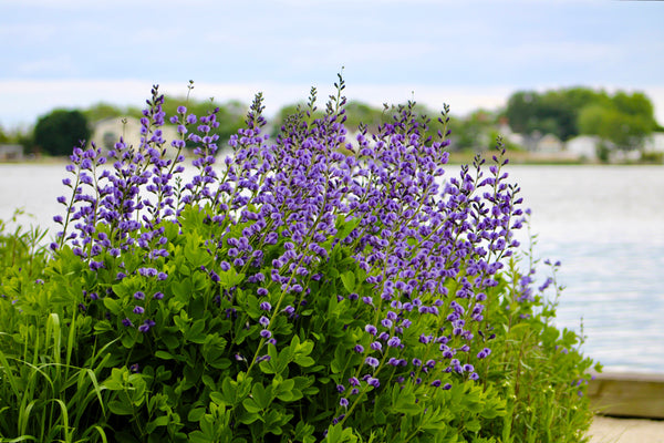 Blue Wild Indigo Seeds