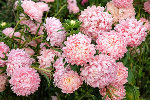 Duchess Apricot Paeony Aster Seeds