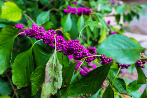 Beautyberry Seeds