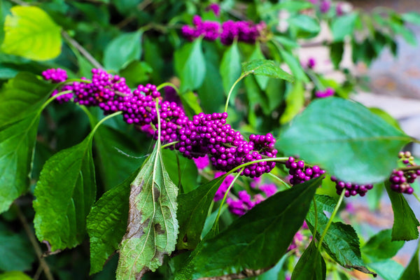 Beautyberry Seeds