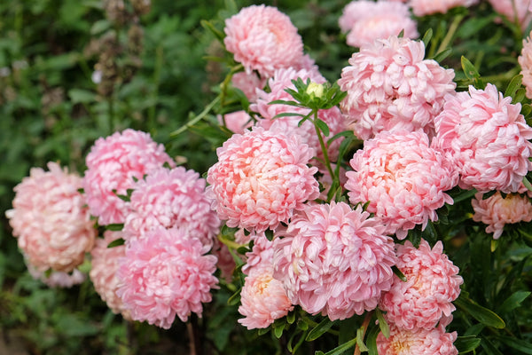 Duchess Apricot Paeony Aster Seeds