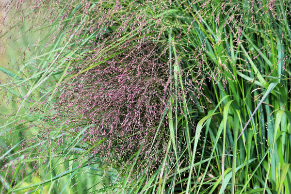 Switch Grass Seeds