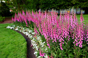 Pink Foxglove Seeds
