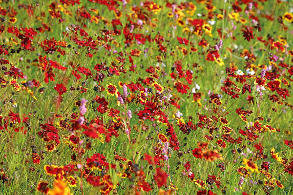 Mahogany Midget Coreopsis Seeds
