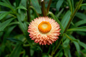 Organic Apricot & Peach Strawflower Seeds