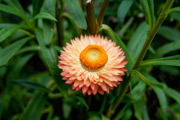 Organic Apricot & Peach Strawflower Seeds
