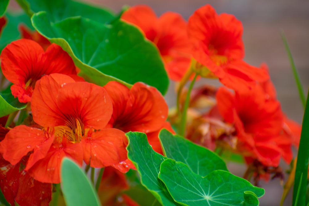 Red Empress Nasturtium Seeds