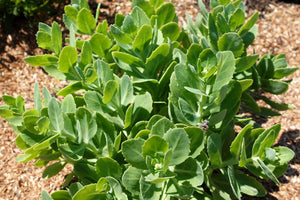 Emperor's Wave Sedum Seeds