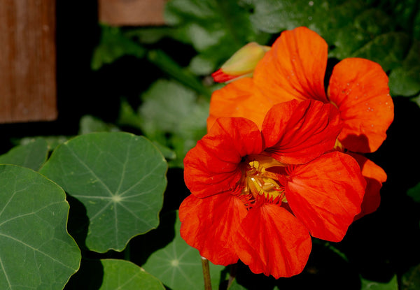 Red Empress Nasturtium Seeds