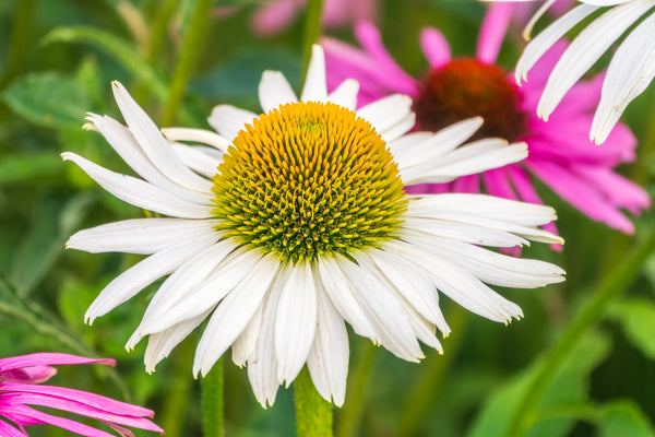 White Coneflower Seeds