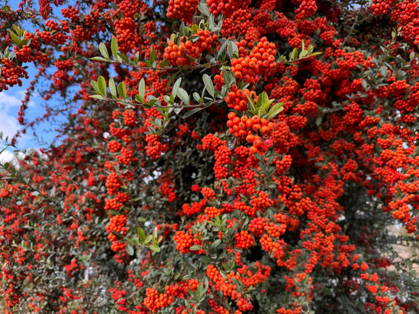 Scarlet Firethorn Bush Seeds