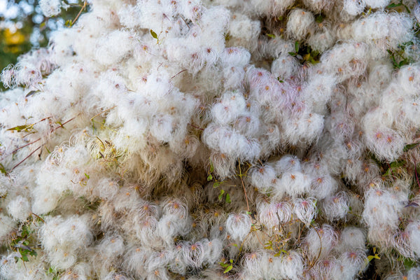 Clematis Virgin’s Bower Vine Seeds